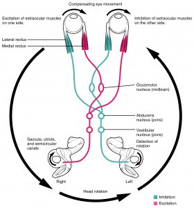 Vertigo/Dizziness Testing